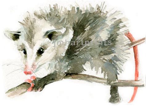 Watercolor Possum Possum Print Etsy Animal Art Watercolor