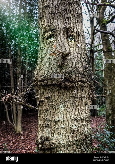 Funny Tree Face Stock Photo Alamy