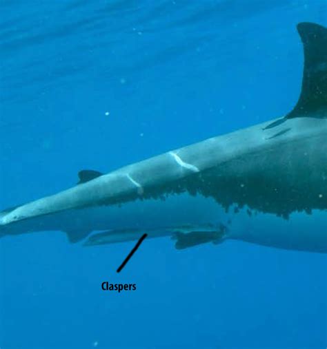 How Do We Identify The Great White Sharks