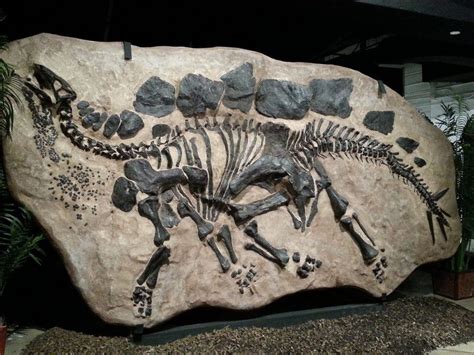 Fossilfriday A Magnificently Fossilized Stegosaurus