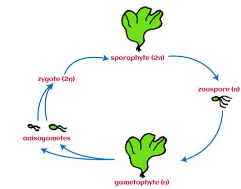 Life Cycle Of Algae Javatpoint