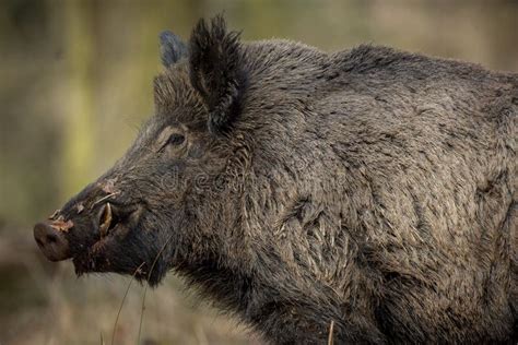 Wild Boar Male In The Forest Stock Image Image Of Dark Hunted 81314203