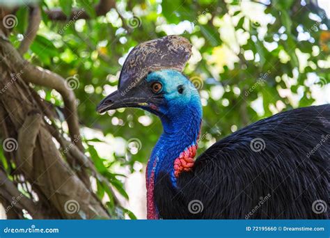 Beautiful Large Tropical Bird Cassowary Stock Photo Image Of Black