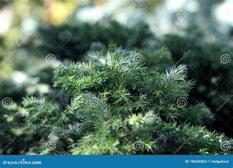 Floral Green Coniferous Background Stock Image Image Of Forest