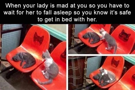 19 Cat Memes That Will Have You Giggling For Days Funny Pictures