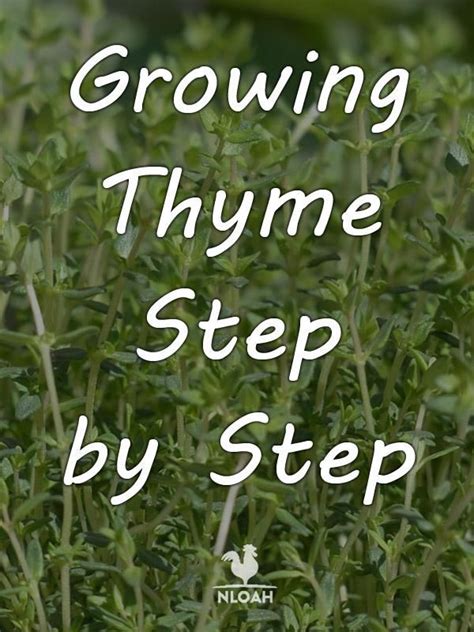 Growing Thyme Step By Step New Life On A Homestead Growing Thyme