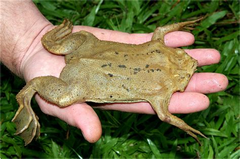 An aquatic frog, but its rough skin has earned it the nickname toad. Adam's Amazing Book: March 2012