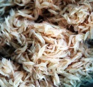 Udang jenis ini termasuk komoditas unggulan yang banyak dipilih untuk dibudidayakan. PEMBURU SEPIT BIRU: JENIS-JENIS UDANG