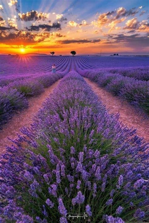 Beautiful Sunset At Lavender Fields Provence France In 2021