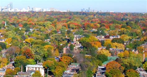 How To Preserve The Urban Forest In Toronto
