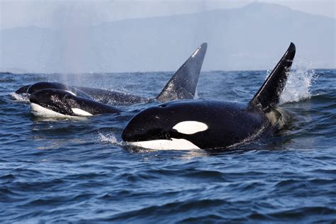 Fact File Orca Orcinus Orca Australian Geographic