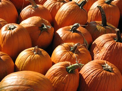 Free Photo Pumpkins October Halloween Free Image On Pixabay 844099