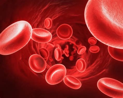10 Interesting Red Blood Cell Facts My Interesting Facts