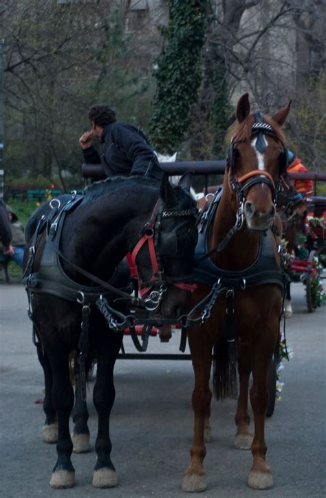 Cele mai noi știri despre saptamana mare. ECHITATIE in Varlaam: Saptamana Mare in Parc Cismigiu cu ...