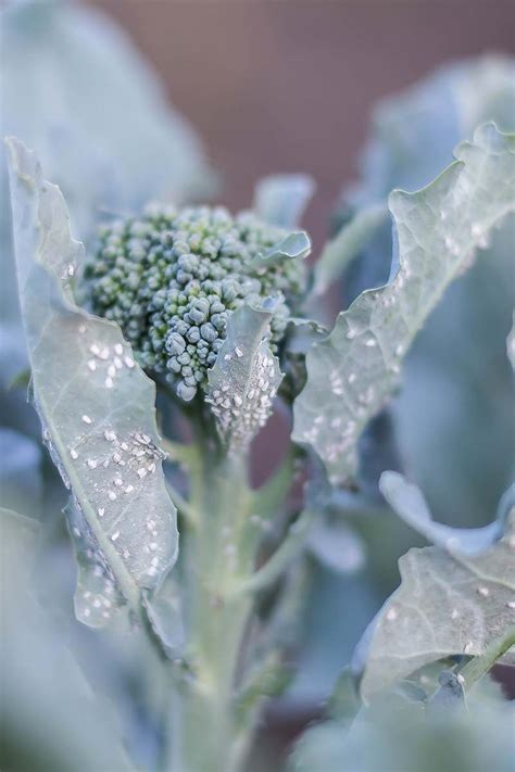 How To Identify And Control Common Broccoli Pests Gardeners Path