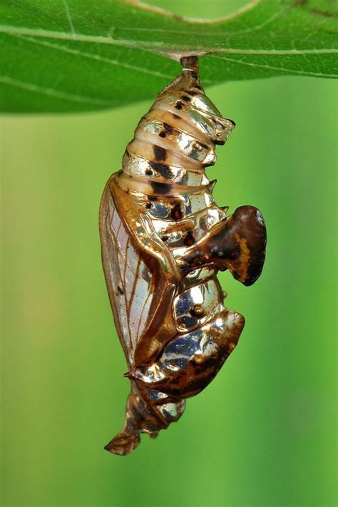 Pin By Rose Evans On Beautiful Chrysalis Butterfly Chrysalis Insect