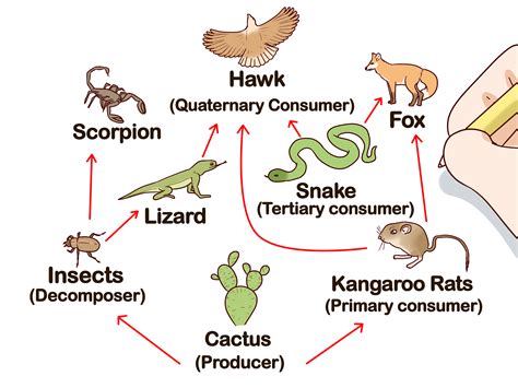 Food Web Labelled Diagram Images And Photos Finder