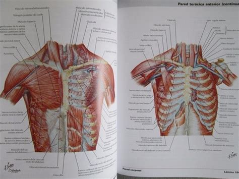Netter Atlas De Anatomía Humana 6ta Edición Elsevier 369000 En