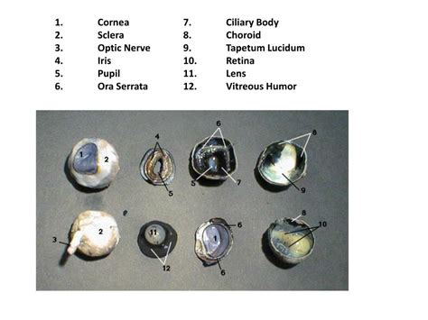 Cow Eye Dissection Parts Labeled All About Cow Photos