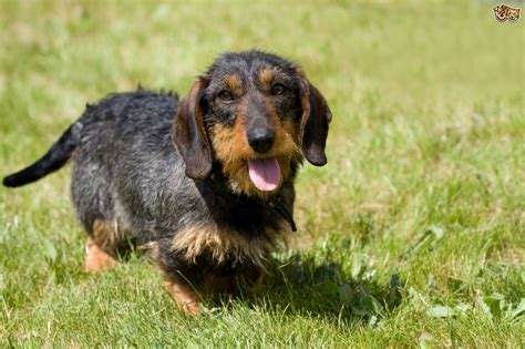 The Different Types Of Coat And Colour Variations In Dachshunds Pets4homes