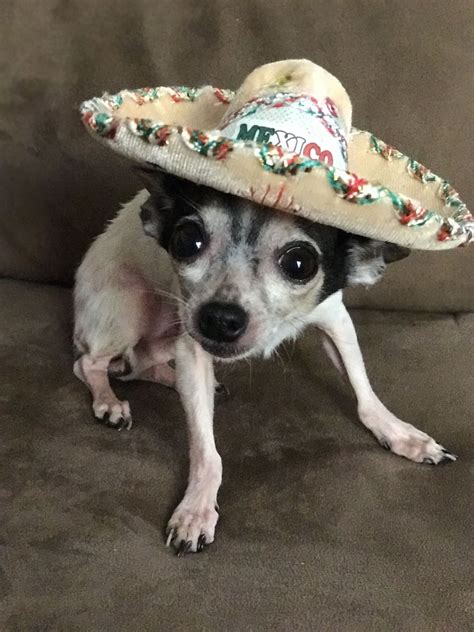 Charro Chihuahua 😍 Sombrero De Charro Chihuahua Sombreros
