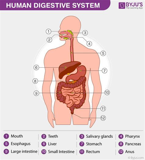 A Labelled Diagram Of Digestive System With Detailed Explanations
