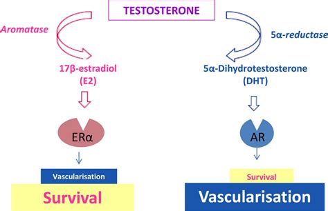 Testosterone Prevents Cutaneous Ischemia And Necrosis In Males Through