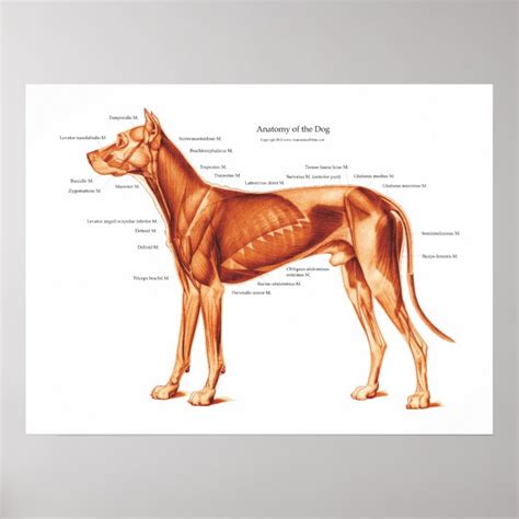 Póster Músculos Del Poster De La Anatomía Del Perro Zazzlees