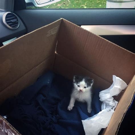 A Small Kitten Sitting Inside Of A Cardboard Box In The Back Seat Of A Car
