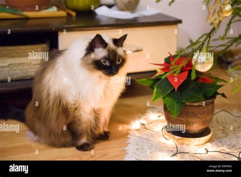 Long Haired Burmese Siama Cat Stock Photo Alamy