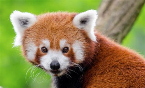 Belfast City Council Issue Appeal For Red Panda Missing From Belfast