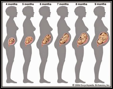 Dalam usia kandungan 16 minggu ini selain perkembangan bayi secara fisik, terjadi juga peristiwa ditiupkanya ruh kepada sang. Perkembangan Bayi Dalam Kandungan Hamil 30 Minggu