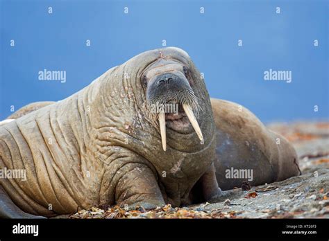 Male Walrus Odobenus Rosmarus Resting On Beach Svalbard