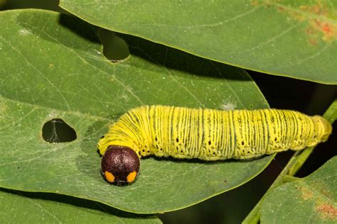 Spectacular Caterpillars That Look Like Snakes