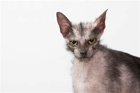 Stunning Cat That Looks Like Werewolf Hits Back At Haters With