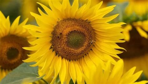Sunflower Farm Appeals Against Nude Photography Trend