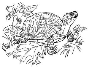 turtles  printable coloring pages  kids