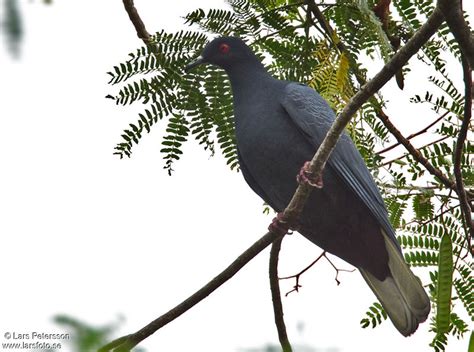 Black Imperial Pigeon Ducula Melanochroa