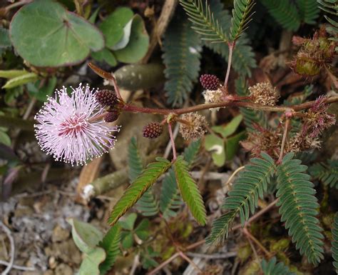 Sensitive Plant Raised In Jamaica Carefully Held In Awe Account Image