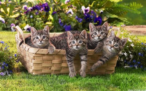 🔥 Download Cats Wallpaper Hd By Tinah22 Cats Wallpapers Free Free