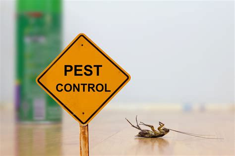 The Only Restaurant Pest Control Checklist Youll Need Finding Farina