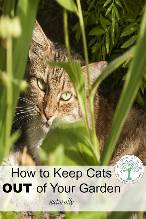 Grow the plant that cat hates. How To Keep Cats Away From The Garden Naturally | Backyard ...
