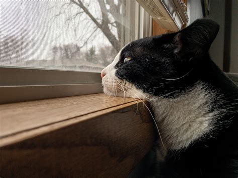 He Loves To Look Out The Window Rcats