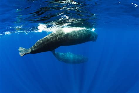 Australian Whale Species Sea The Gold Coast