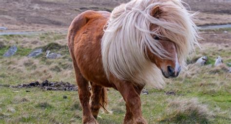 shetland pony breed profile temperament care personality history