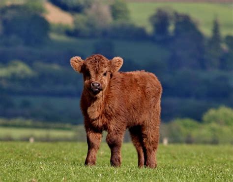Baby Highland Cow Scotland Inspiring Travel Scotland Scotland Tours