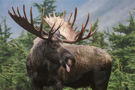 Moose Tongue Sean Crane Photography