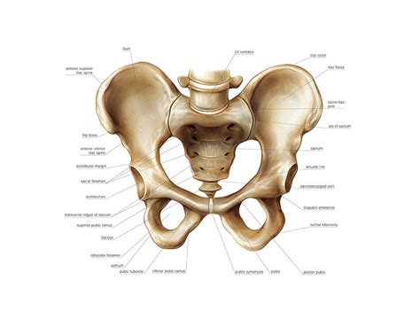 In front it is incomplete, presenting a wide interval between the anterior borders of the ilia, which is filled up in the. Pelvis Photograph by Asklepios Medical Atlas