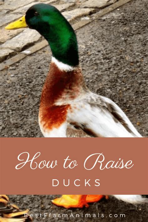How To Raise Ducks The Complete Guide For Beginners