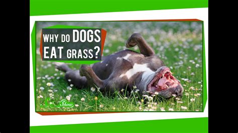 Cannibalism or infanticide in dogs is not that common, but it can happen. Grass Archives - Common Sense Evaluation